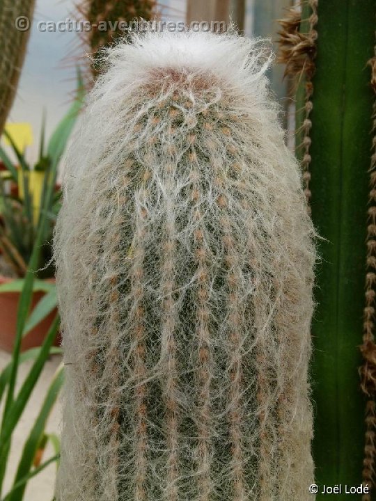 Espostoa lanata P1020698